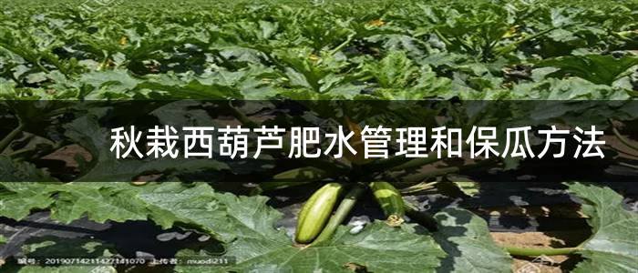 秋栽西葫芦肥水管理和保瓜方法