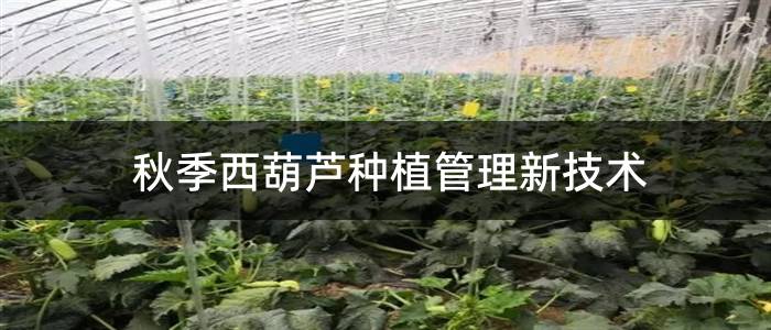 秋季西葫芦种植管理新技术