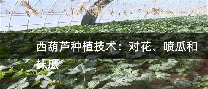 西葫芦种植技术：对花、喷瓜和抹瓜