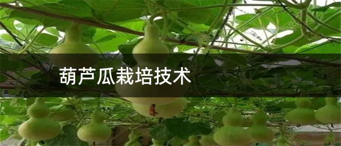 葫芦瓜栽培技术