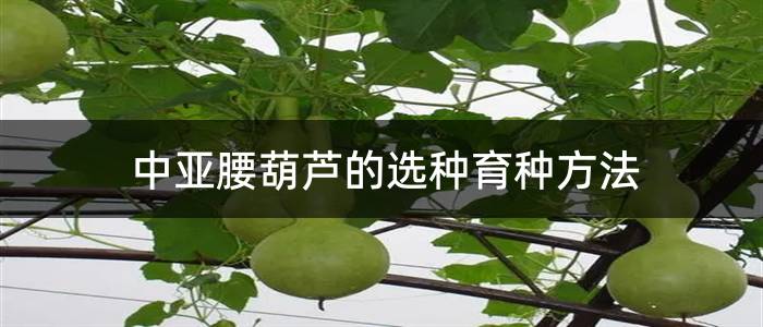 中亚腰葫芦的选种育种方法