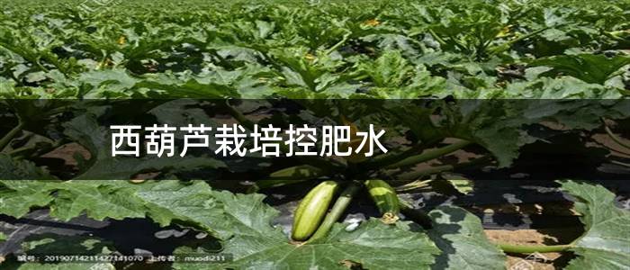 西葫芦栽培控肥水