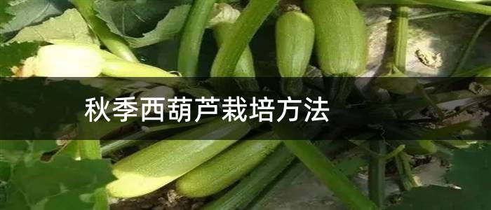 秋季西葫芦栽培方法