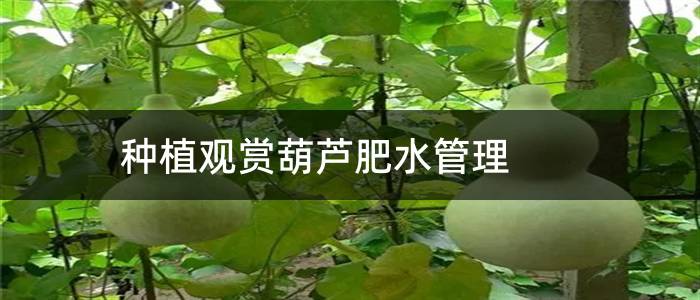 种植观赏葫芦肥水管理