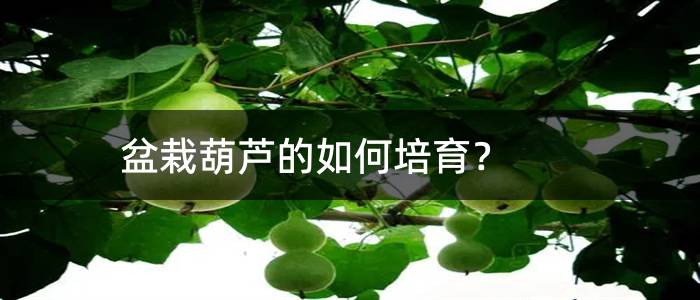 盆栽葫芦的如何培育？