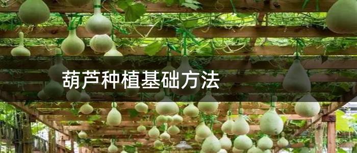 葫芦种植基础方法