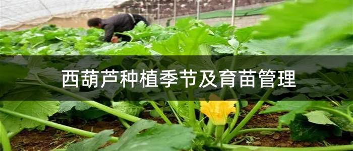 西葫芦种植季节及育苗管理