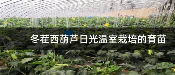 冬茬西葫芦日光温室栽培的育苗