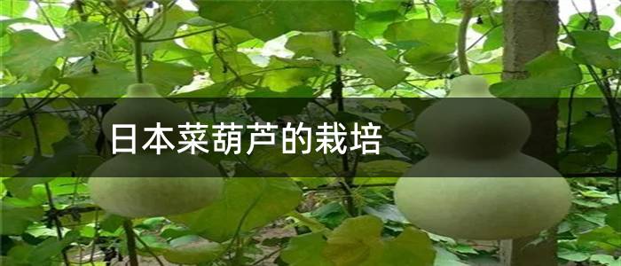 日本菜葫芦的栽培