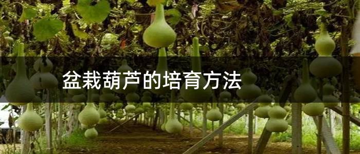 盆栽葫芦的培育方法