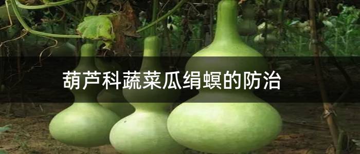 葫芦科蔬菜瓜绢螟的防治