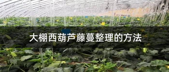 大棚西葫芦藤蔓整理的方法