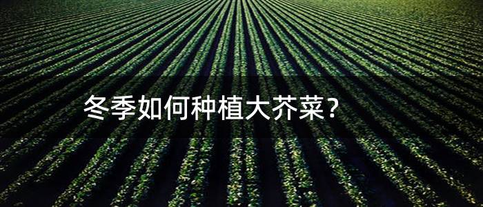 冬季如何种植大芥菜？