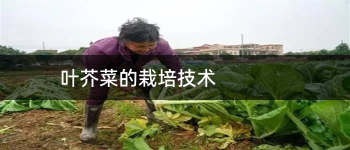 叶芥菜的栽培技术