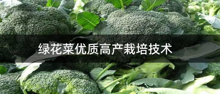 绿花菜优质高产栽培技术