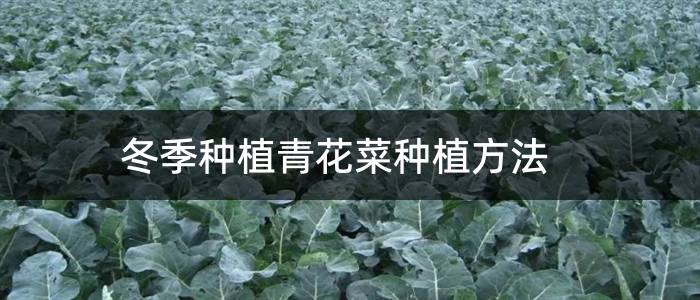 冬季种植青花菜种植方法