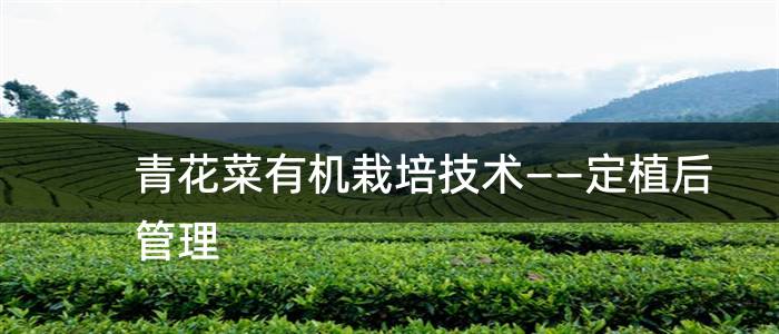 青花菜有机栽培技术――定植后管理