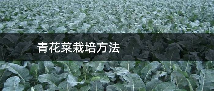 青花菜栽培方法