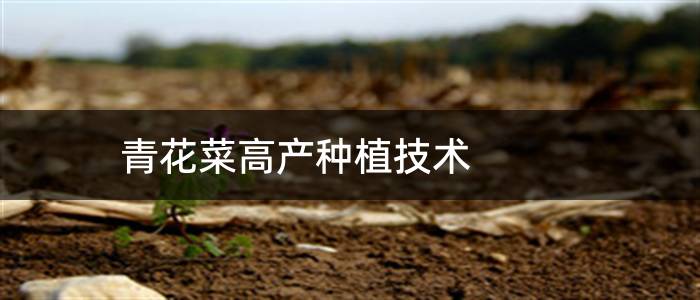 青花菜高产种植技术