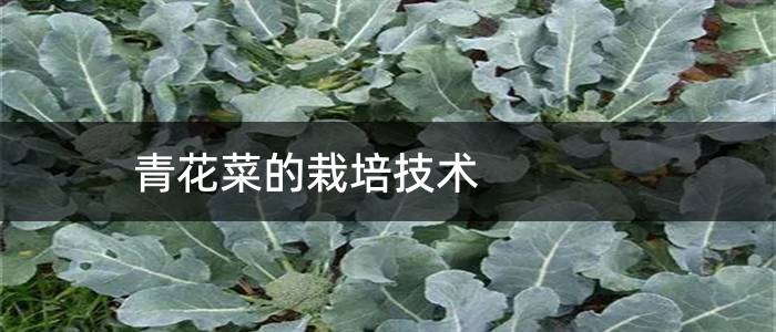 青花菜的栽培技术