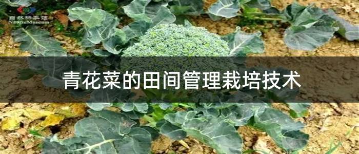 青花菜的田间管理栽培技术
