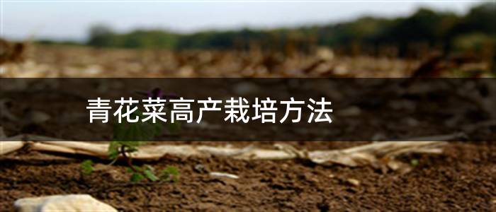 青花菜高产栽培方法