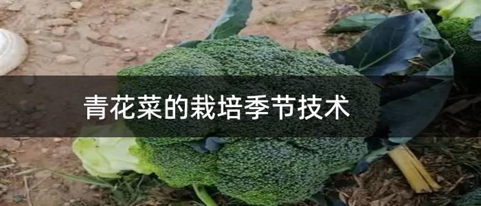 青花菜的栽培季节技术