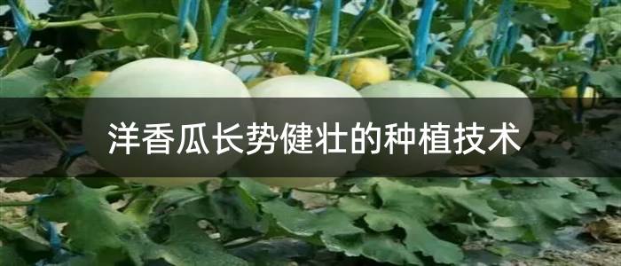 洋香瓜长势健壮的种植技术