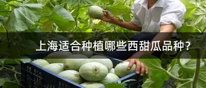 上海适合种植哪些西甜瓜品种？