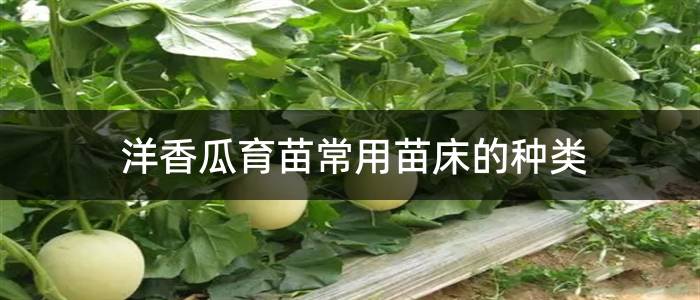 洋香瓜育苗常用苗床的种类