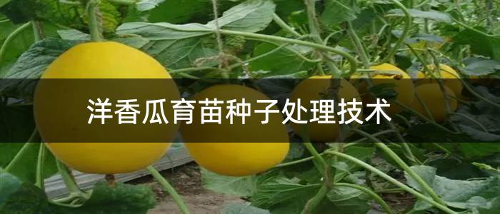 洋香瓜育苗种子处理技术