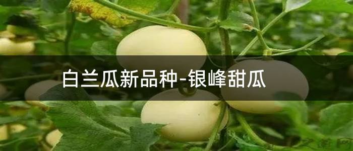 白兰瓜新品种-银峰甜瓜
