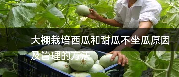 大棚栽培西瓜和甜瓜不坐瓜原因及管理的方法