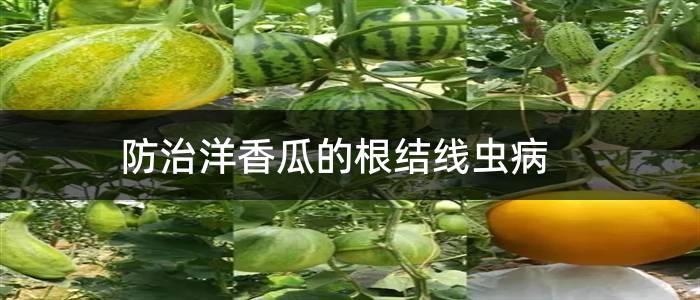 防治洋香瓜的根结线虫病