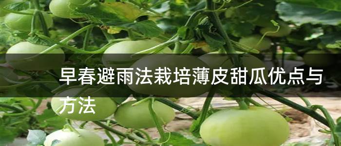 早春避雨法栽培薄皮甜瓜优点与方法