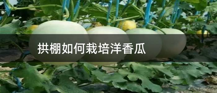拱棚如何栽培洋香瓜