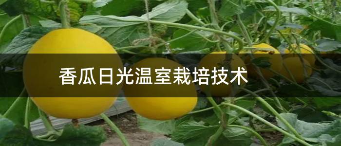 香瓜日光温室栽培技术