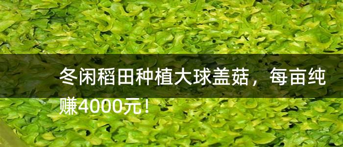 冬闲稻田种植大球盖菇，每亩纯赚4000元！