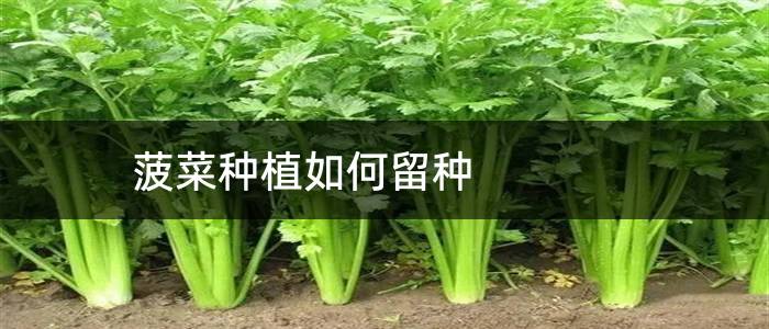 菠菜种植如何留种