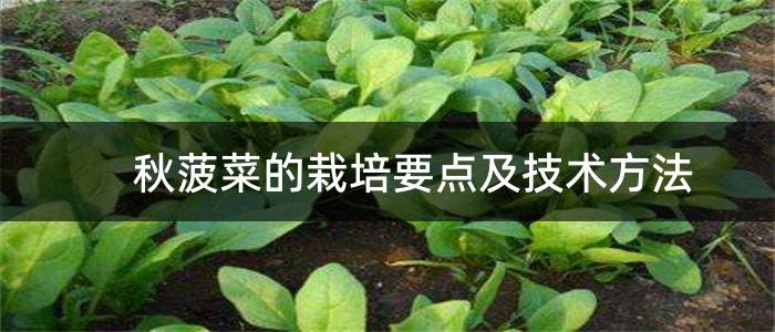 秋菠菜的栽培要点及技术方法