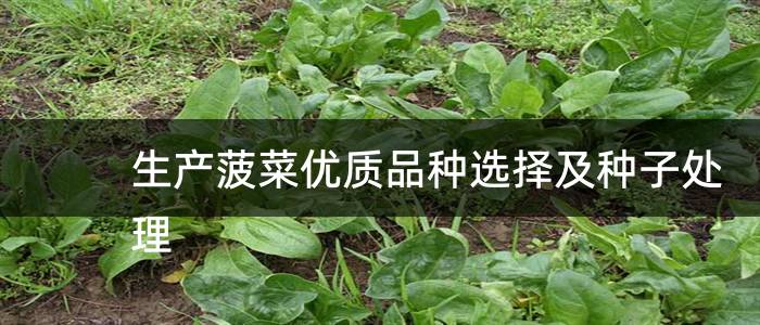 生产菠菜优质品种选择及种子处理