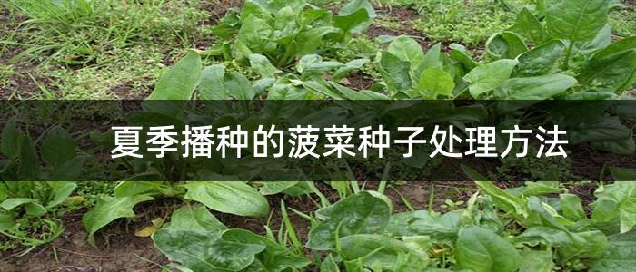 夏季播种的菠菜种子处理方法