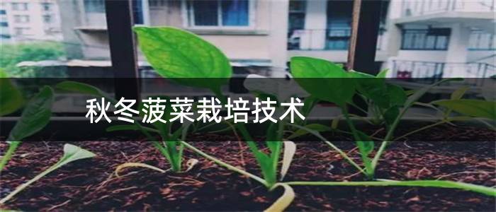 秋冬菠菜栽培技术