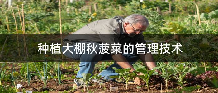 种植大棚秋菠菜的管理技术