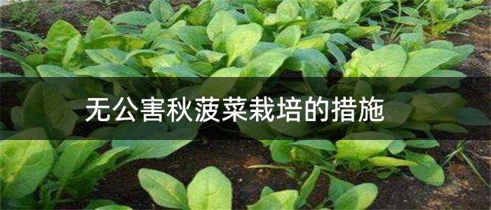 无公害秋菠菜栽培的措施