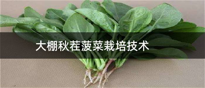 大棚秋茬菠菜栽培技术