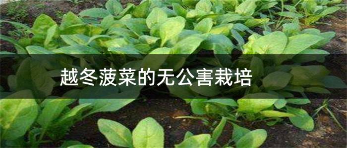 越冬菠菜的无公害栽培