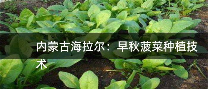 内蒙古海拉尔：早秋菠菜种植技术