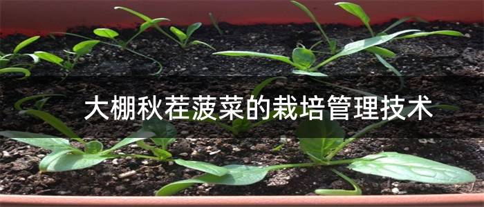 大棚秋茬菠菜的栽培管理技术