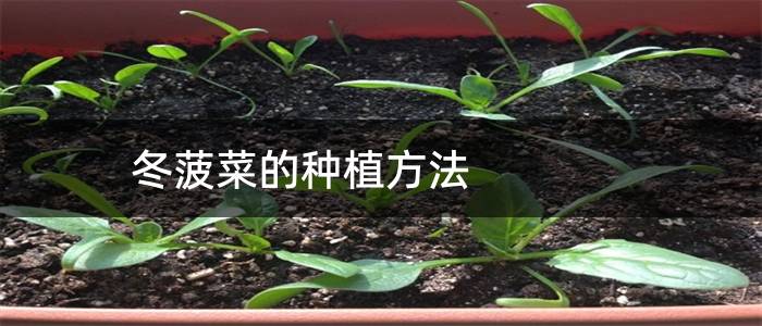 冬菠菜的种植方法